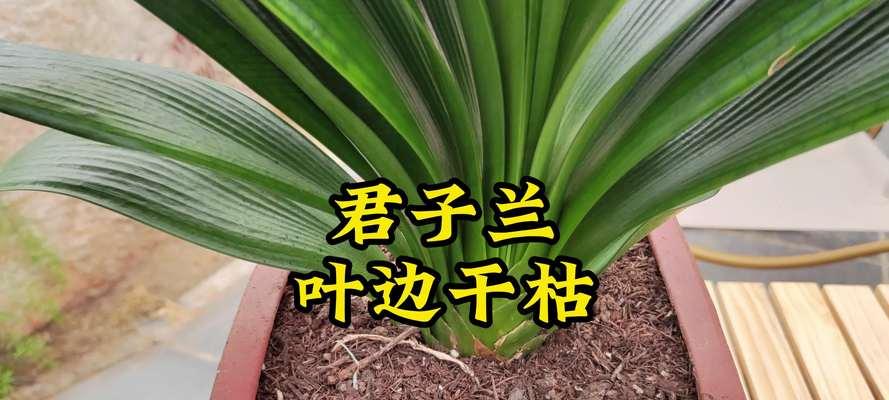 君子兰叶子发黑的可能原因是什么？