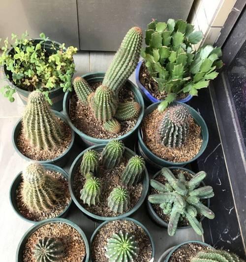 带刺仙人球盆栽好养吗？如何正确养护？