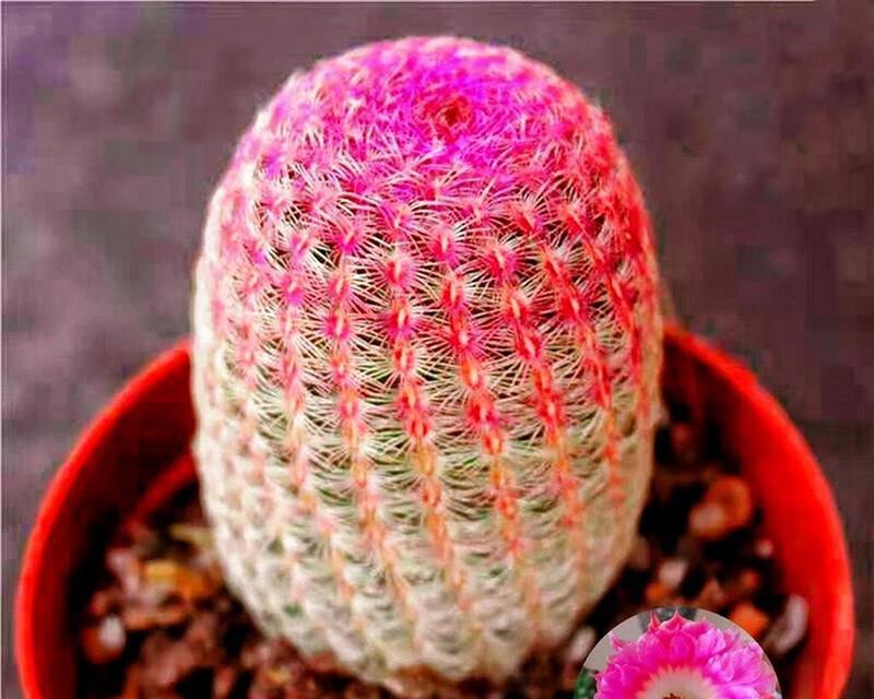 红太阳仙人球如何养护才能爱开花？有哪些方法可以让它顺利开花？