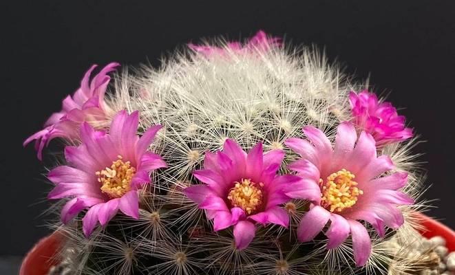 红太阳仙人球如何养护才能爱开花？有哪些方法可以让它顺利开花？