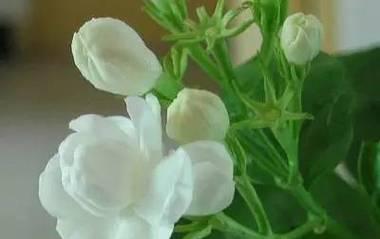 纯洁的少年花语是什么呢？这种花语代表了哪些特质？