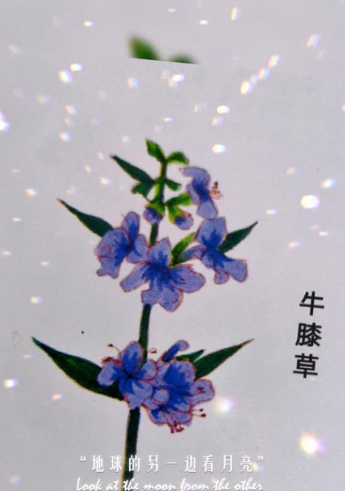 纯洁的少年花语是什么呢？这种花语代表了哪些特质？