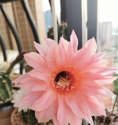 红太阳仙人球如何养护才能爱开花？有哪些方法可以让它顺利开花？