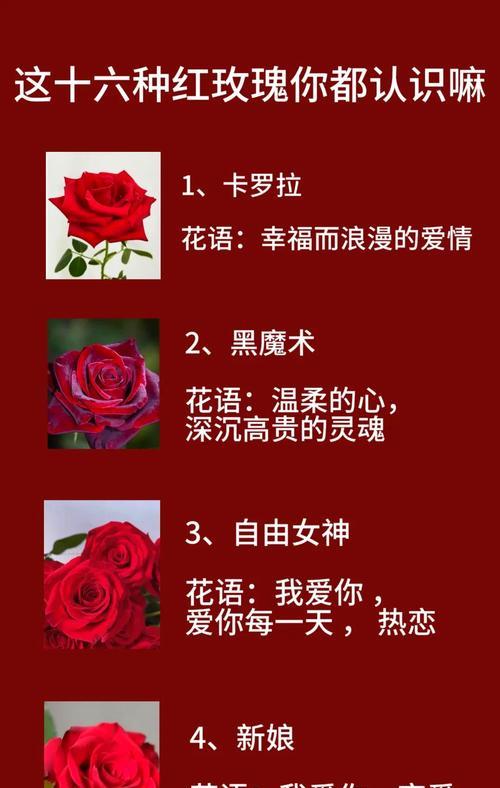 十一朵玫瑰花的含义是什么？