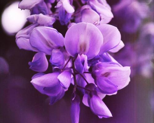 紫罗兰的花语有哪些含义？