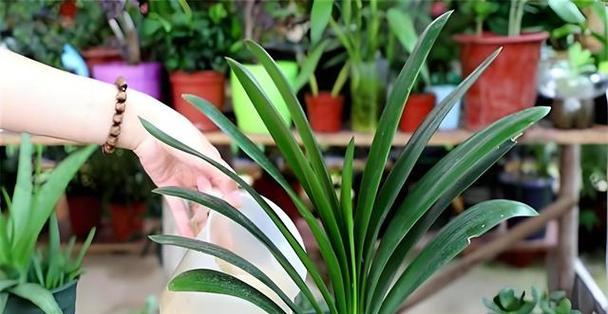 君子兰浇水时应使用哪种硬植料？