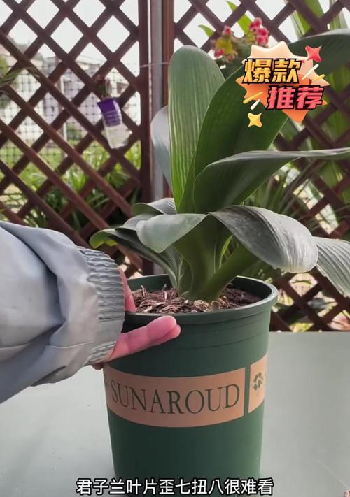 君子兰歪芽子的正确栽培方法是什么？