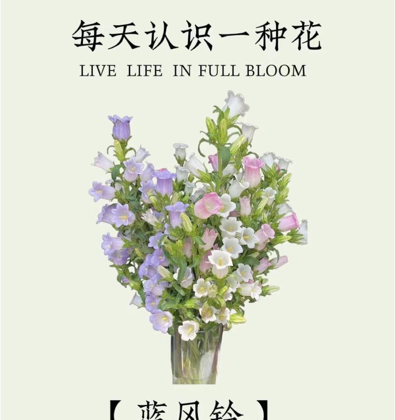 鲜花植物的花语代表了什么？如何理解？