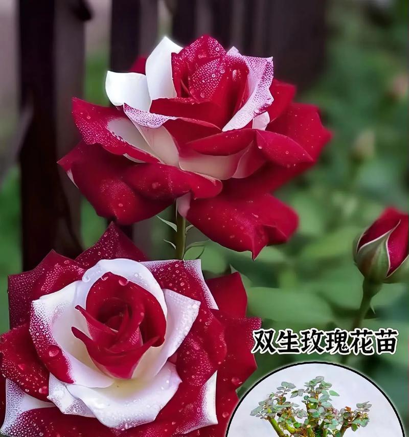 玫瑰花代表的寓意有哪些？