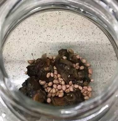 君子兰在玻璃瓶中如何养护才能开花？有哪些特别的养护技巧？
