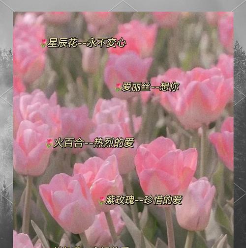 生日花语有哪些奇怪的？这些花语代表了什么含义？