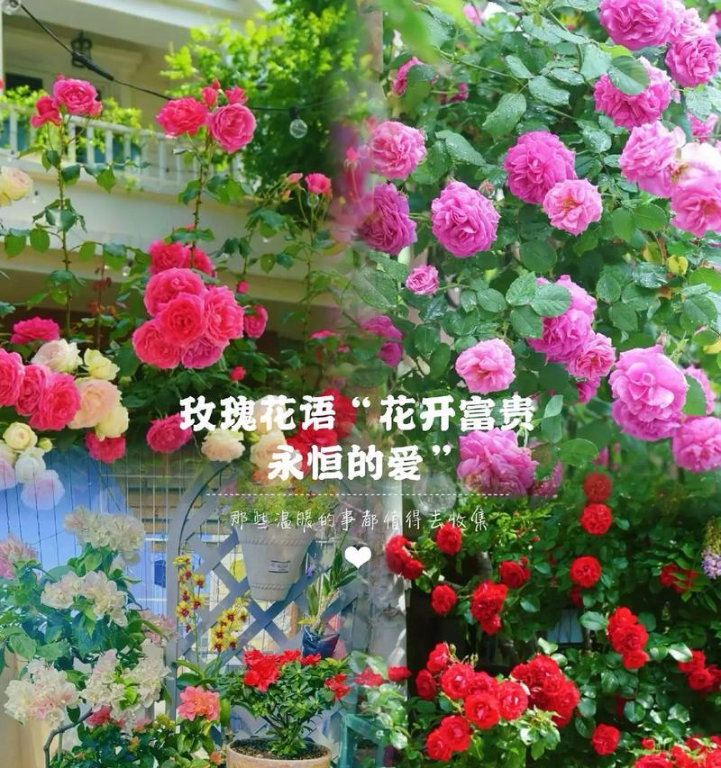 什么花的花语是重新生活？哪种花象征着新的开始？