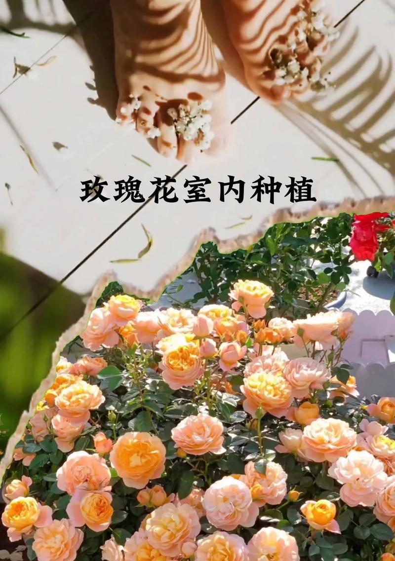 小束玫瑰鲜花的养护方法是什么？如何延长花期？