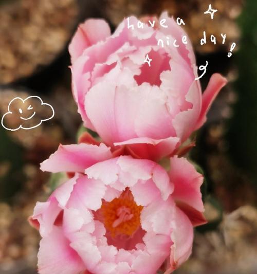 牡丹花的培育方法是什么？需要哪些条件？