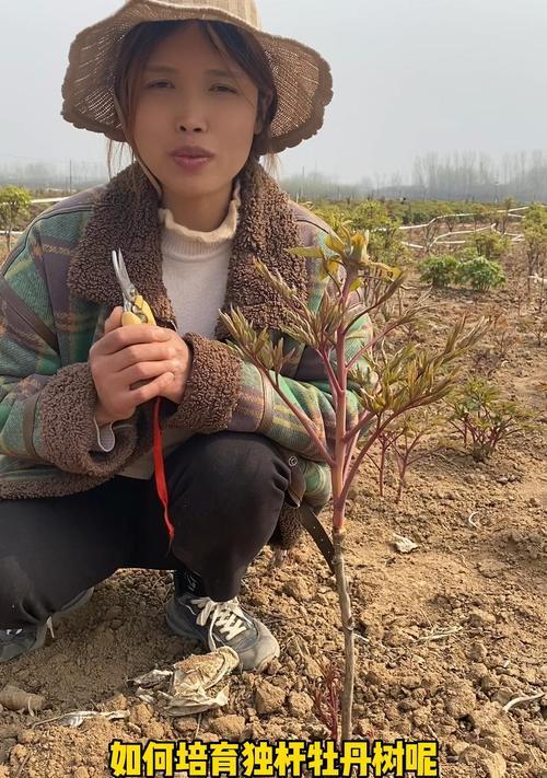 牡丹花的培育方法是什么？需要哪些条件？
