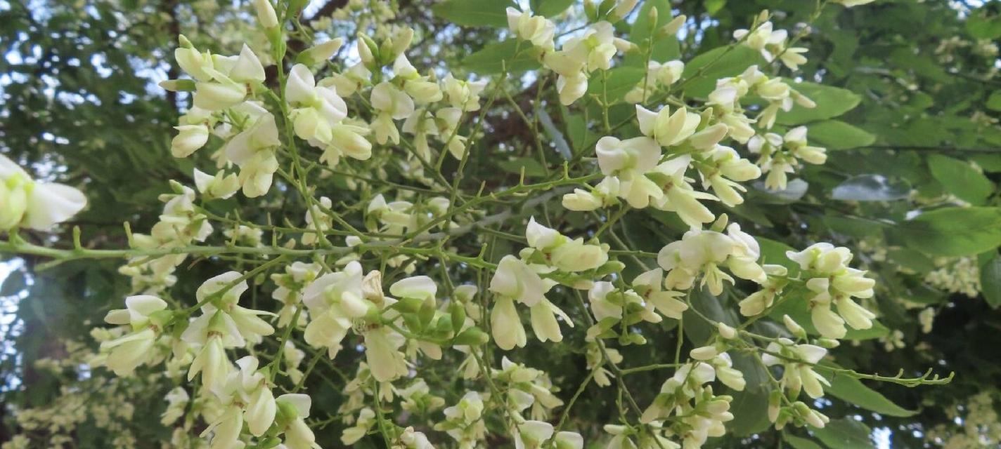 洋槐树的花语象征着什么？