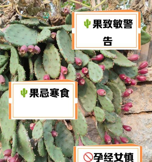 梨果树桩仙人掌的养护方法是什么？如何保持其健康？