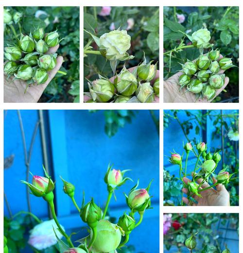 稀有玫瑰花如何种植？种植过程中需要注意什么？