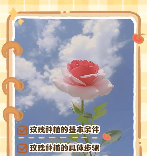稀有玫瑰花如何种植？种植过程中需要注意什么？