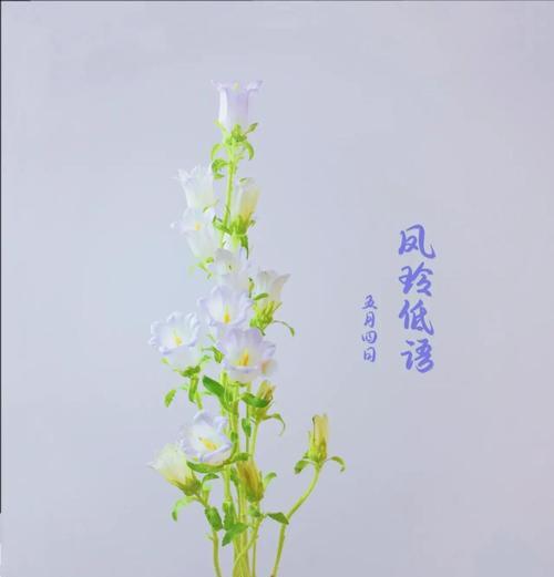 三头风铃花代表什么？它的花语有何特别之处？