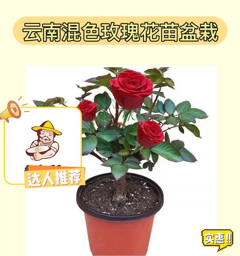 稀有玫瑰花如何种植？种植过程中需要注意什么？