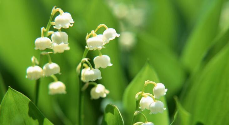 三头风铃花代表什么？它的花语有何特别之处？