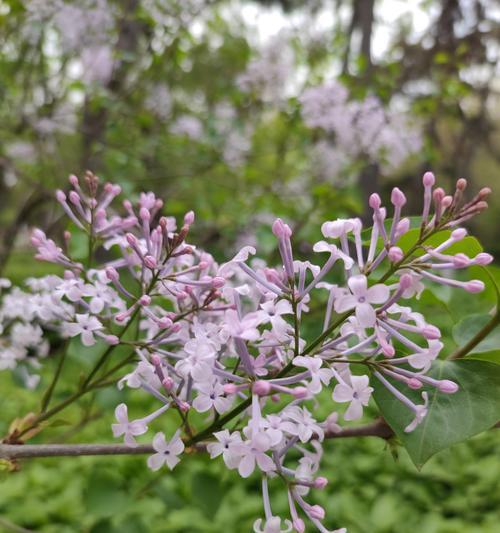 小红花代表什么？一朵小红花的花语含义是什么？