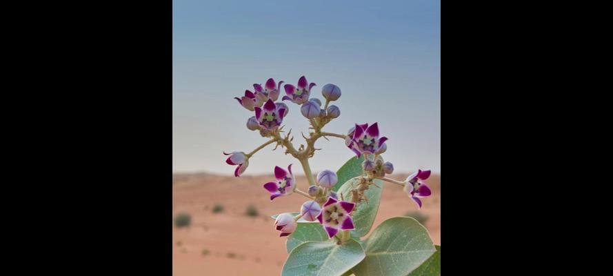 家里仙人掌类植物如何照料？有哪些注意事项？