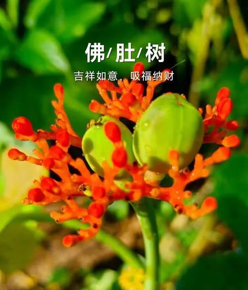 小红花代表什么？一朵小红花的花语含义是什么？