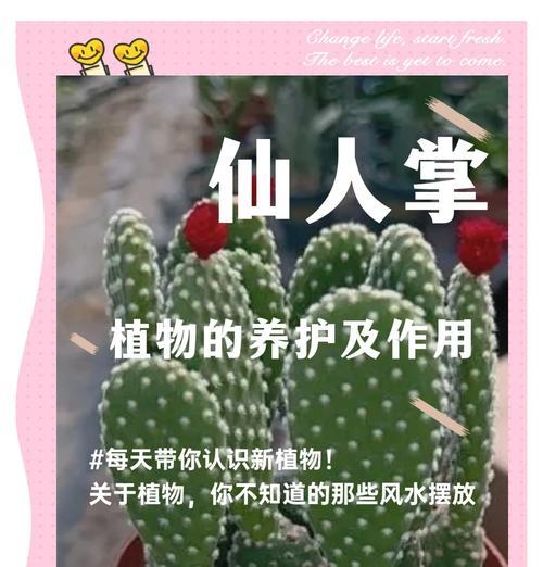 家里仙人掌类植物如何照料？有哪些注意事项？