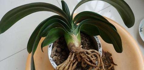 买回的君子兰种植存活率如何提高？