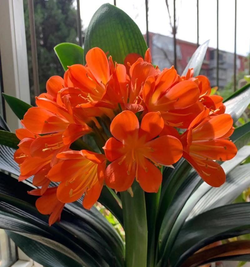 买回的君子兰种植存活率如何提高？