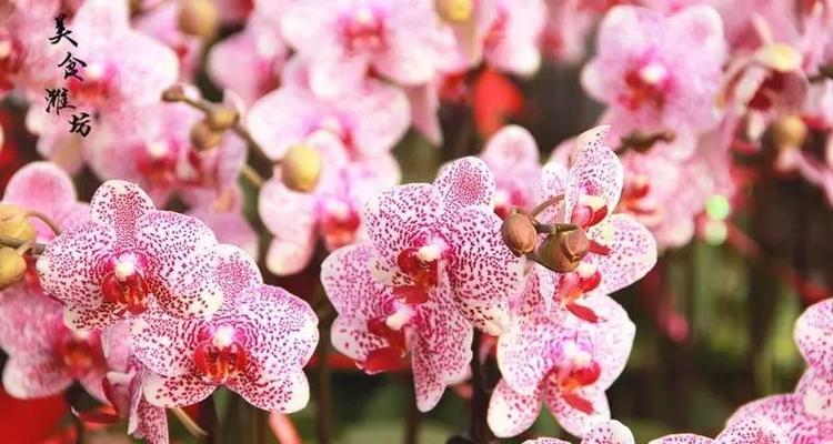 火爆款花语有哪些特别之处？