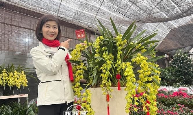 君子兰加蝴蝶兰的养护方法是什么？