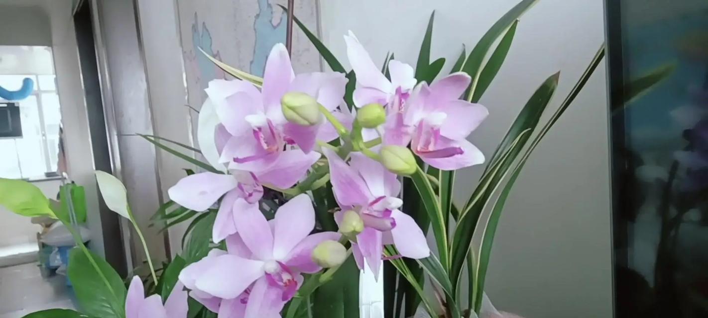 君子兰加蝴蝶兰的养护方法是什么？