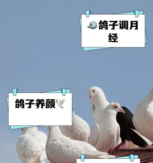 鸽子的花语及其寓意是什么？