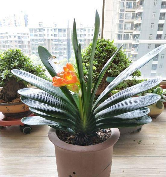 大富君子兰盆景的养护要点是什么？浇水频率应如何掌握？