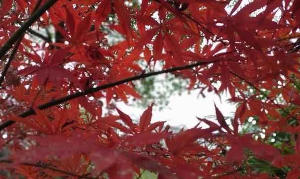 黑枫叶的花语代表了什么？