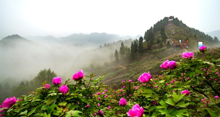 牡丹花瓣月季花如何养护才能保持美观？常见问题有哪些？