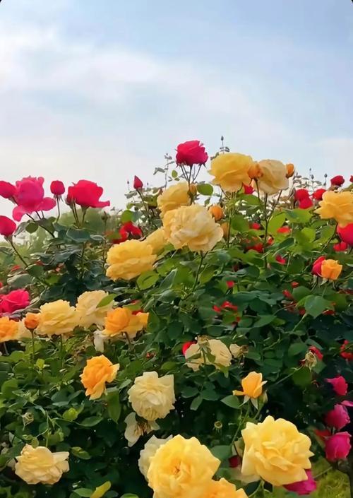 牡丹花瓣月季花如何养护才能保持美观？常见问题有哪些？