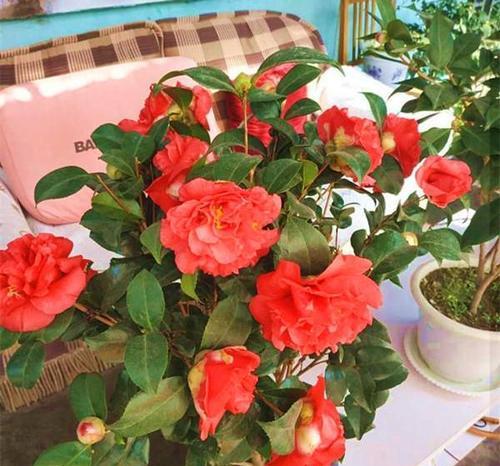 牡丹花瓣月季花如何养护才能保持美观？常见问题有哪些？