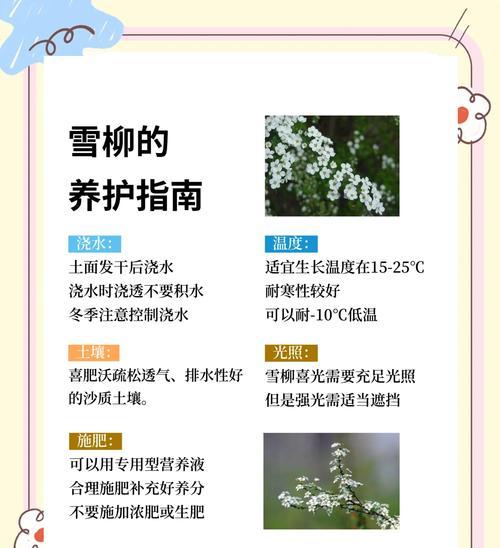 雪柳的花语及其文化寓意是什么？它象征着什么？