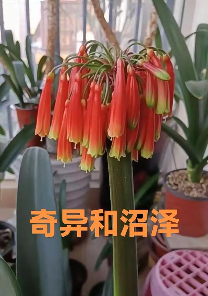 南非红君子兰品种是什么？有哪些独特之处？