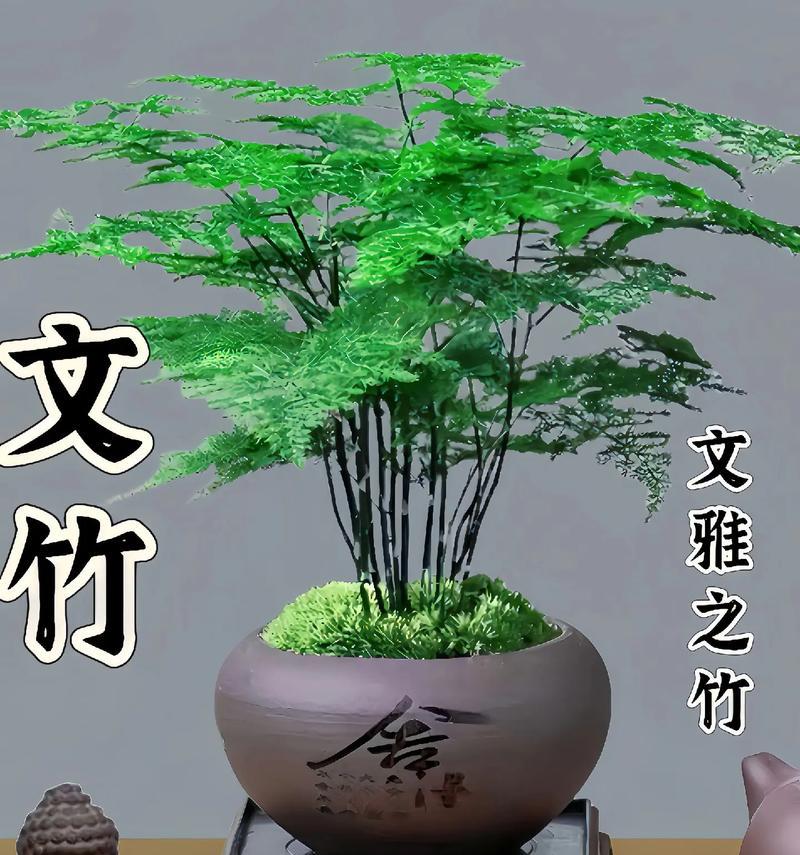文竹的花语是什么？文竹有哪些花语含义？