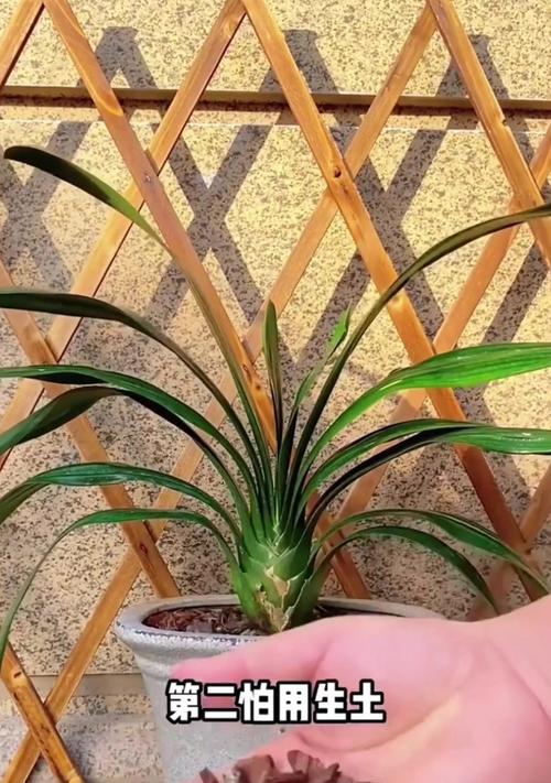 君子兰短圆苗种植方法是什么？需要哪些特别注意的点？