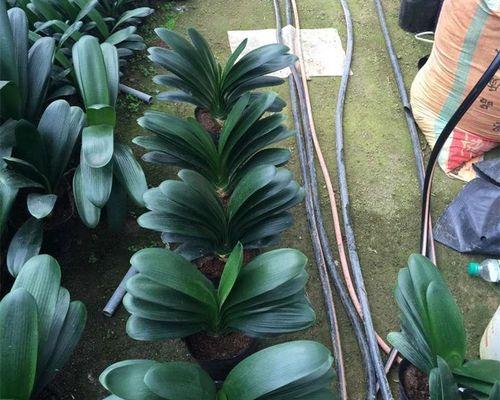 君子兰短圆苗种植方法是什么？需要哪些特别注意的点？