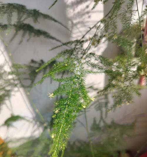 文竹的花语是什么？文竹有哪些花语含义？
