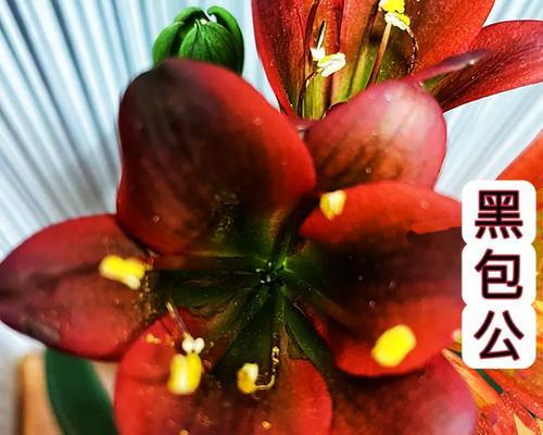 君子兰短圆苗种植方法是什么？需要哪些特别注意的点？