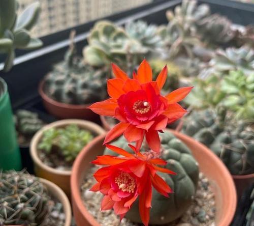 仙人球牡丹今年不开花是什么原因？如何解决？