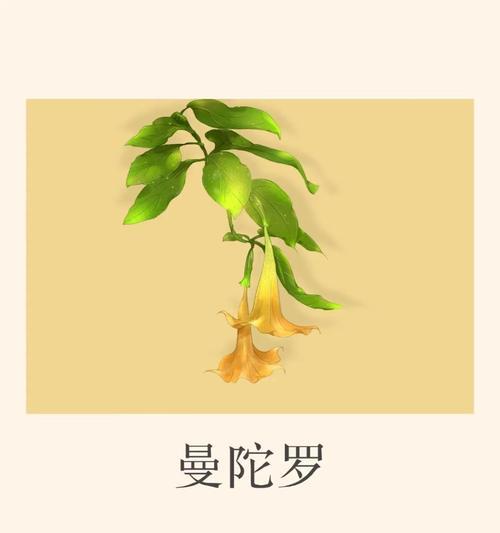 象征死亡的花有哪些？它们的花语分别是什么？